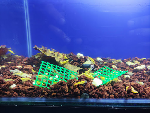 FlyingFish Aqua Taman batik