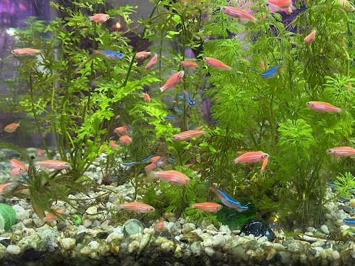 Perniagaan Perikanan Heng （王鱼业）