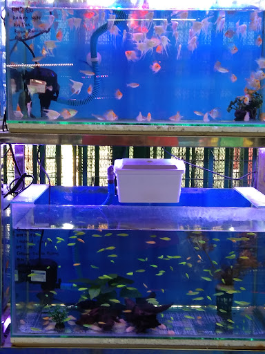 Lunas Aquarium & Pet Shop