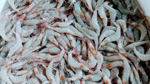 Udang fresh sungai petani kedah