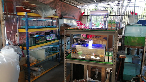 LYS Aquarium and Pets Supplies (南美园水族)