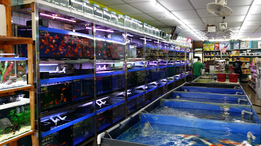 Ornamental Fish Mart