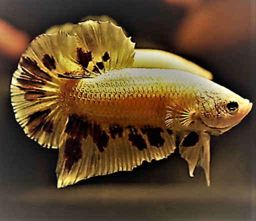 Hitech Betta fish Kulim