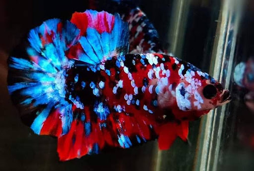 GUPPY BETTA EWA (JLJ) 2020