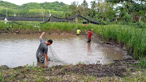 Fish Pond Tok Neiban