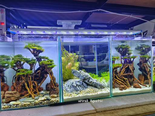 Wirak Aquatic & Aquascape