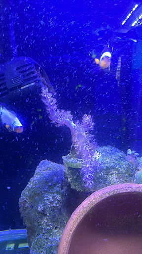 Universal Corals Saltwater and Freshwater Aquarium