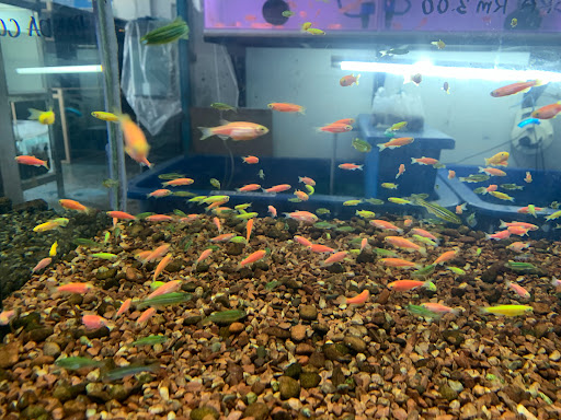 KB Anglers & Aquatics