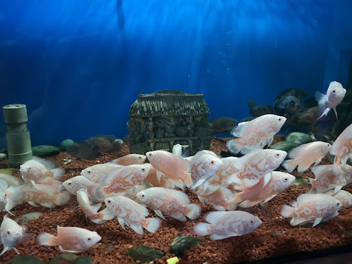 Sentosa Jaya Aquatic