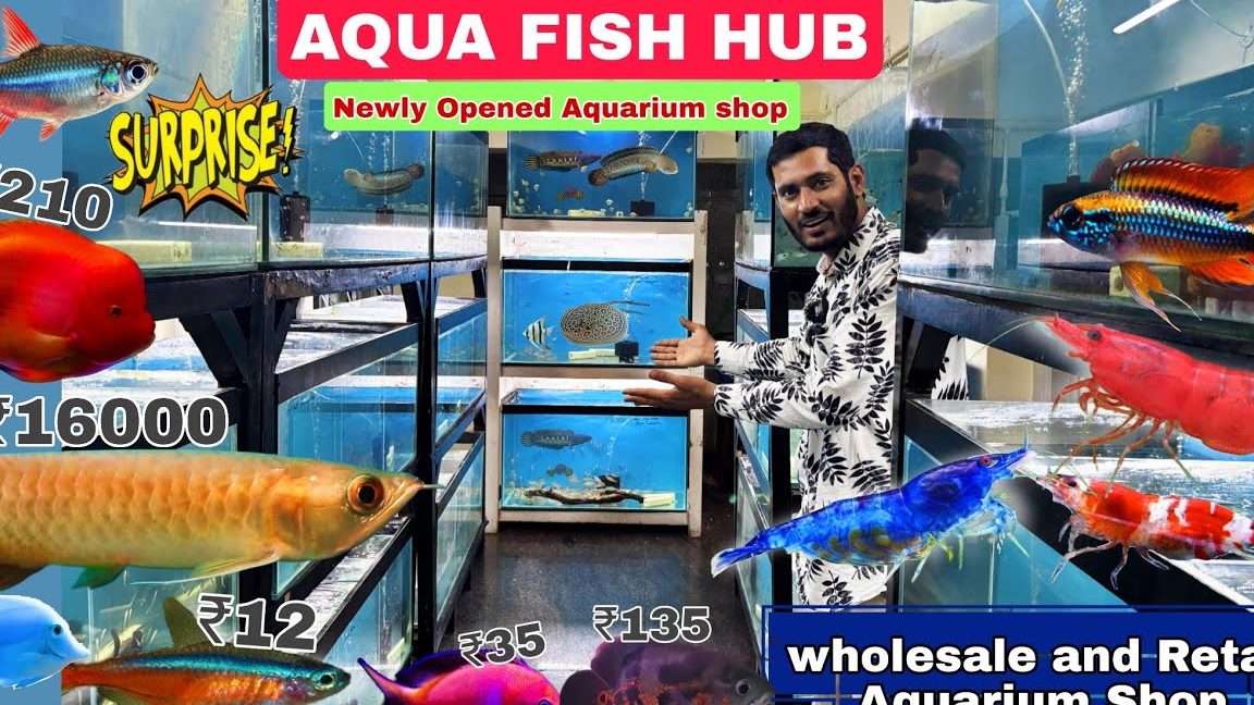 FISH HUB AQUARIUM 1 fish hub aquarium