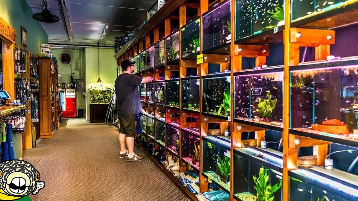 Fish Station Aquarium Shop 1 fish station aquarium shop