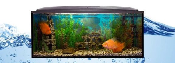 FlorhanAquarium 1 florhanaquarium