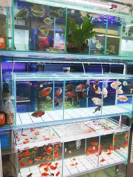 foong sheng aquarium