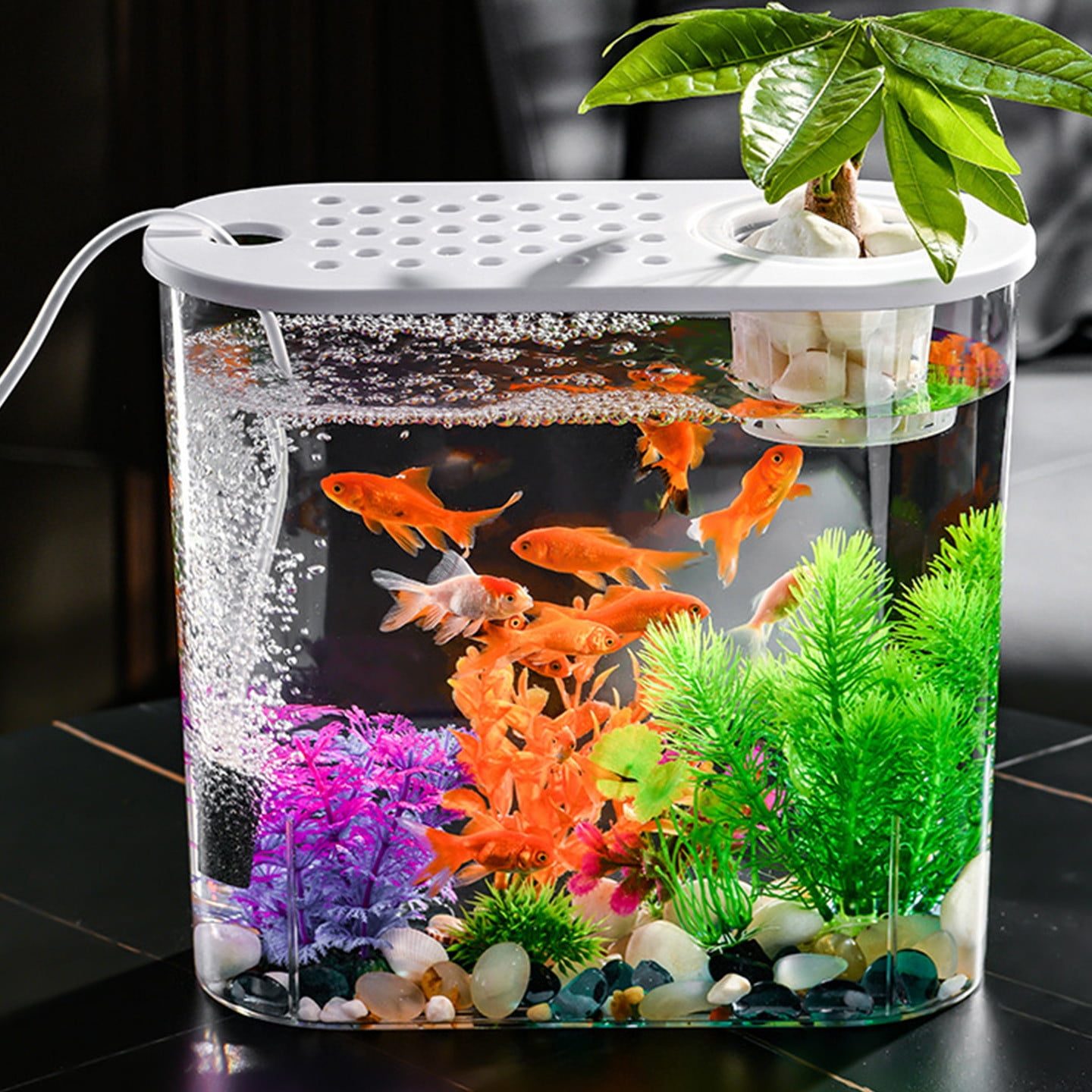 Fung Yean Aquarium 1 fung yean aquarium