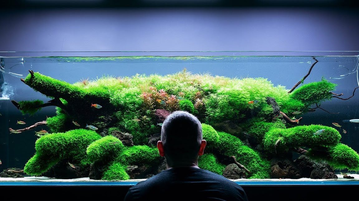 green maker aquascape design