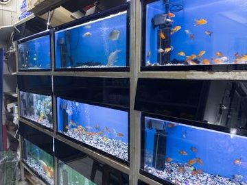 Hao Aquarium & Pet Shop 1 hao aquarium pet shop