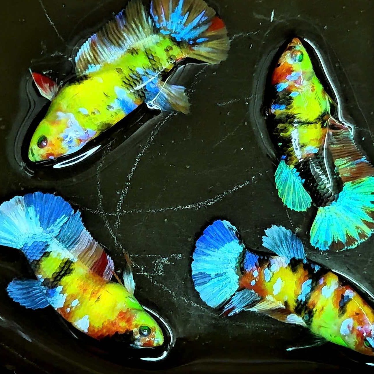 HTI AquaTic ikan 1 hti aquatic ikan