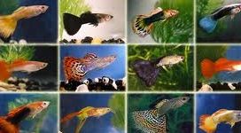 ikan hiasan batu pahat