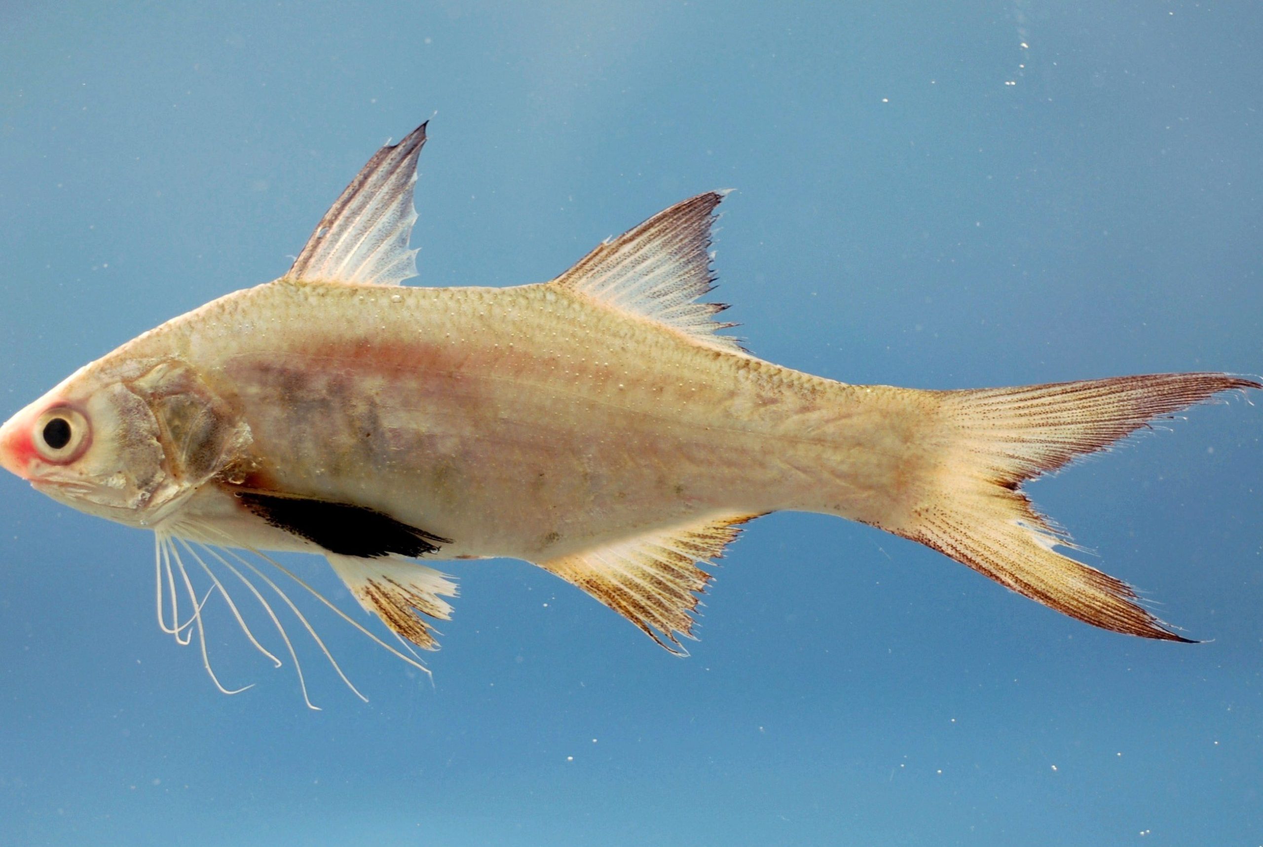 Ikan-Ikan 1 ikan ikan scaled