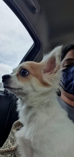 ISKANDAR PETS CAWANGAN 2 1 iskandar pets cawangan 2