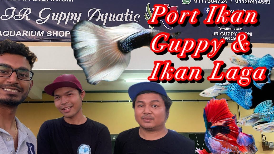 Jr guppy aquatic @ guppy johor 1 jr guppy aquatic guppy johor