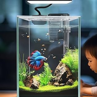 jtr betta aquarium