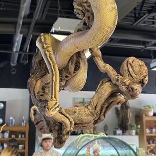 Jurrasic Pet &Exotic Shop 1 jurrasic pet exotic shop