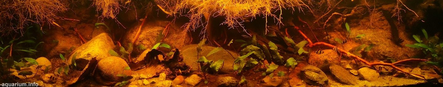 Kapuasred aQuatic Paradise 1 kapuasred aquatic paradise