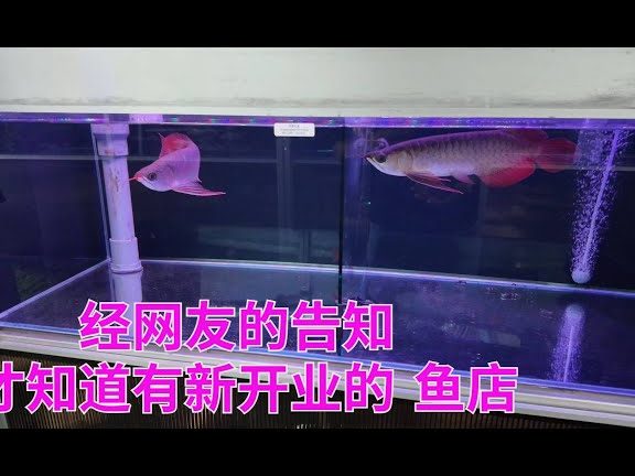 KATSURA AQUARIUM DESIGN SDN. BHD. 1 katsura aquarium design sdn bhd