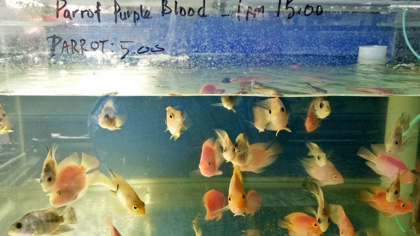 Kedai Akuarium dan Aksesori Ikan 1 kedai akuarium dan aksesori ikan