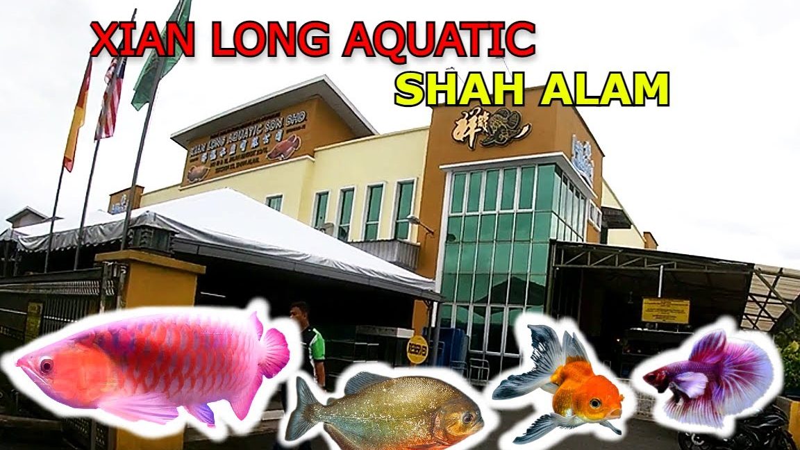 Kedai Akuarium Ikan 1 kedai akuarium ikan