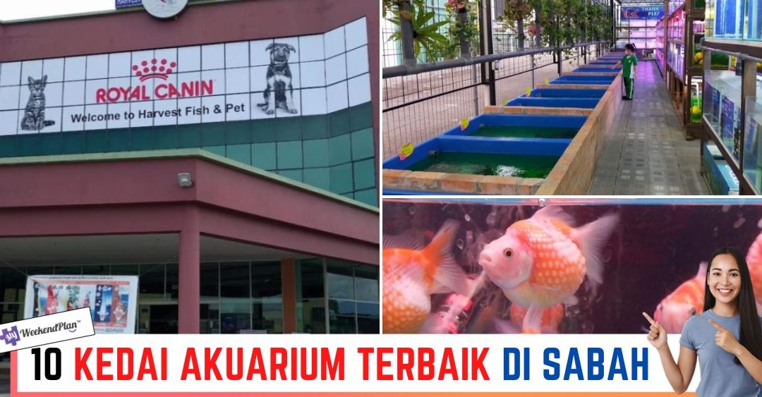 Kedai Akuarium Terbaik di Donggongon 1 kedai akuarium terbaik di donggongon 1