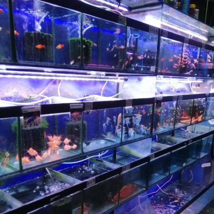 Kedai Akuarium Terbaik di Ipoh 1 kedai akuarium terbaik di ipoh