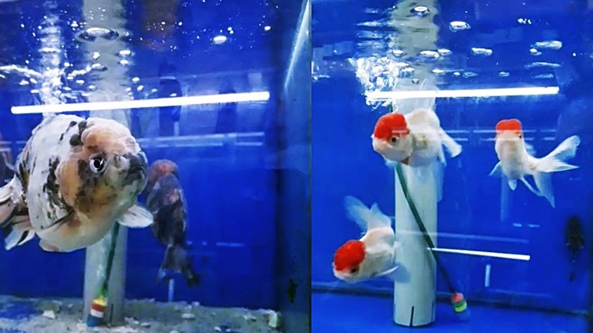 Kedai Akuarium Terbaik di Keningau 1 kedai akuarium terbaik di keningau 1