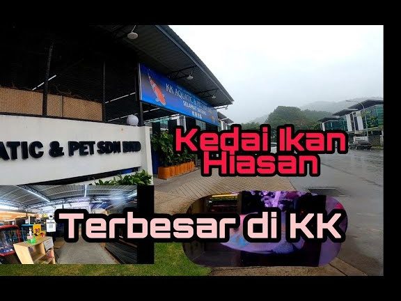 kedai akuarium terbaik di kota kinabalu 1