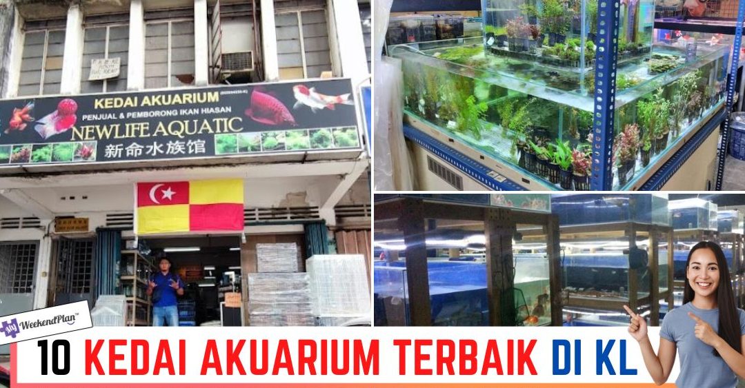 Kedai Akuarium Terbaik di Kuala Perlis 1 kedai akuarium terbaik di kuala perlis 1