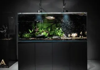 Kedai Akuarium Terbaik di Lawas untuk Keperluan Akuarium Anda 1 kedai akuarium terbaik di lawas untuk keperluan akuarium anda 1