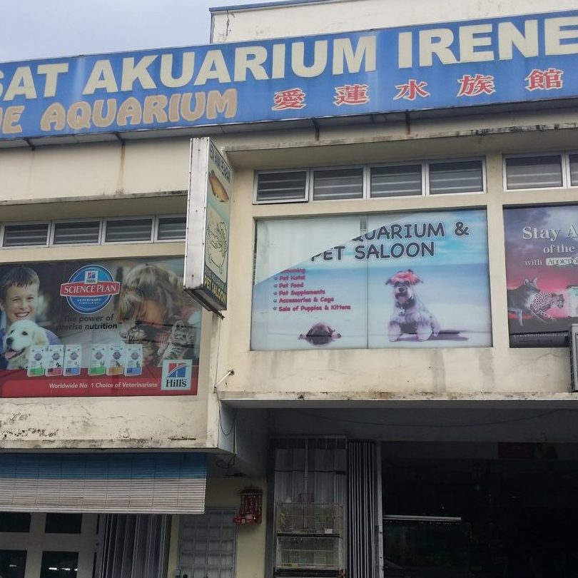 kedai akuarium terbaik di limbang 1