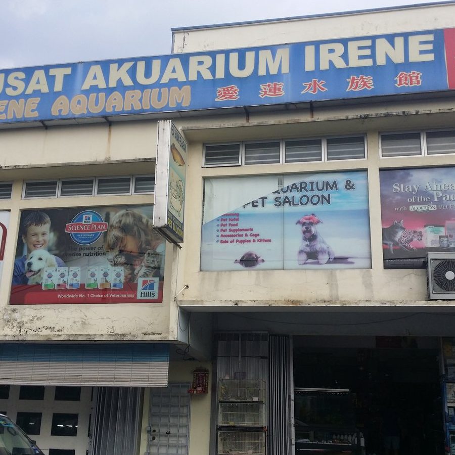 kedai akuarium terbaik di long ampan aing atau abanang 1