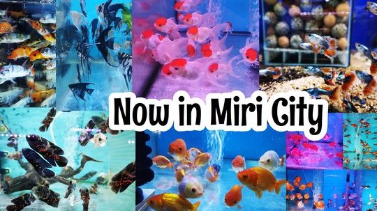 kedai akuarium terbaik di miri 1