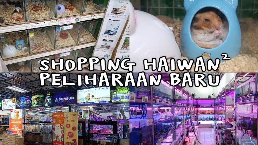Kedai Akuarium Terbaik di Mukah 1 kedai akuarium terbaik di mukah 1
