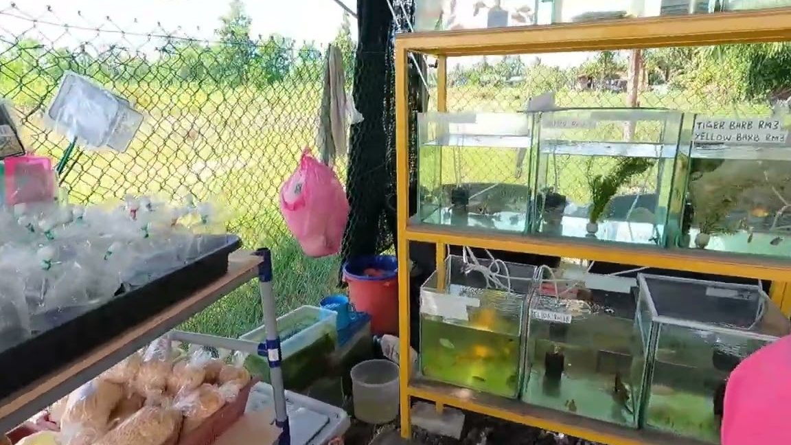 kedai akuarium terbaik di papar 1