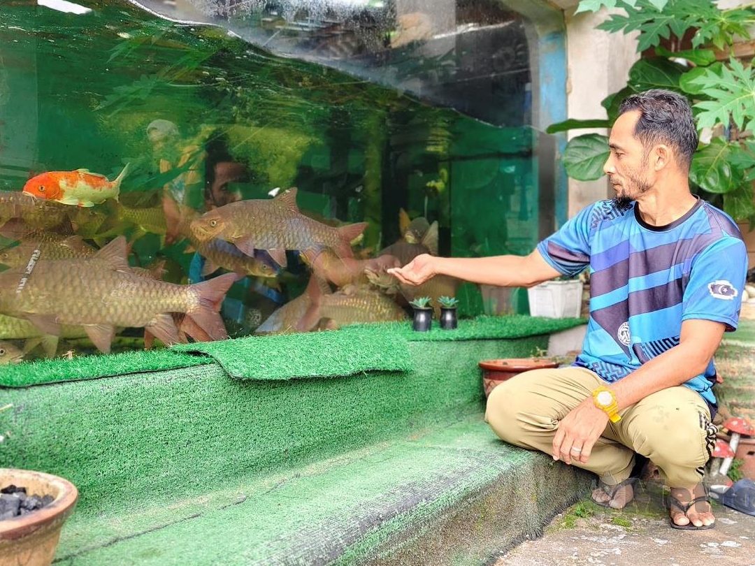 kedai akuarium terbaik di ranau 1