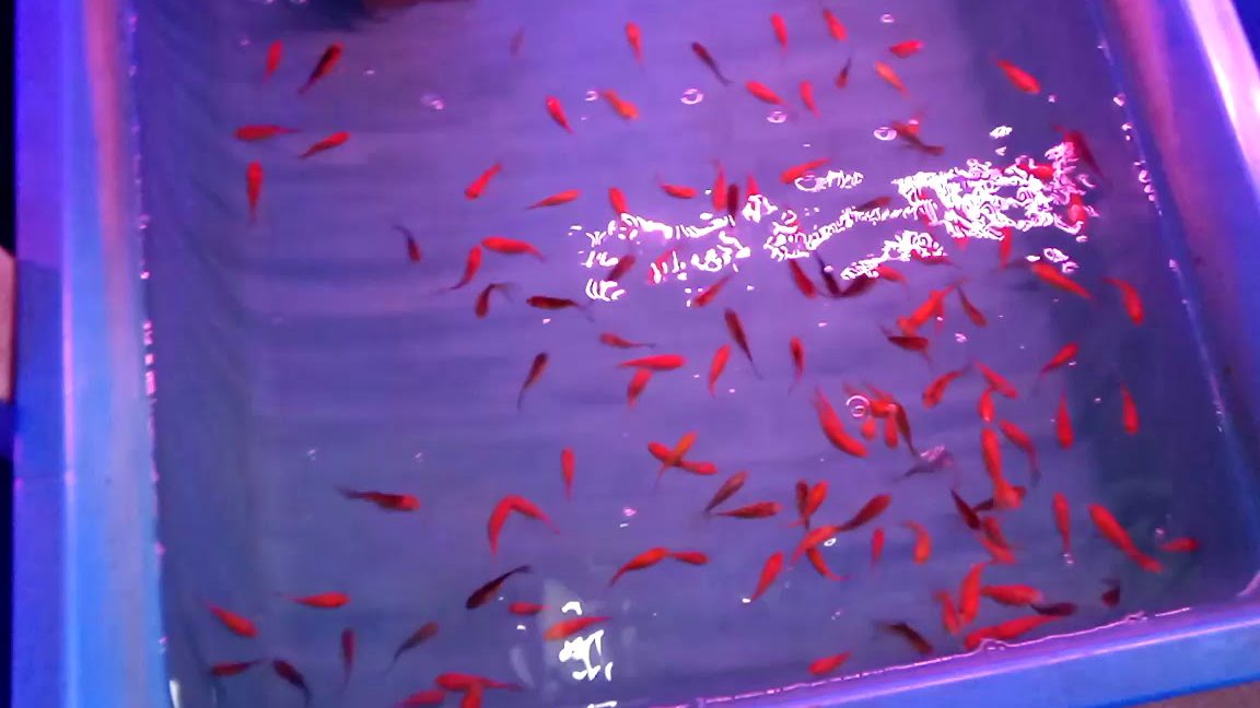 Kedai Akuarium Terbaik di Sandakan 1 kedai akuarium terbaik di sandakan 1