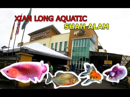 kedai akuarium terbaik di sarikei 1