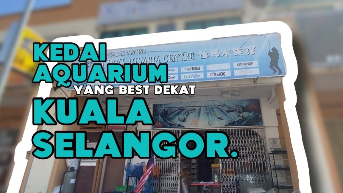 kedai akuarium terbaik di sibu 1