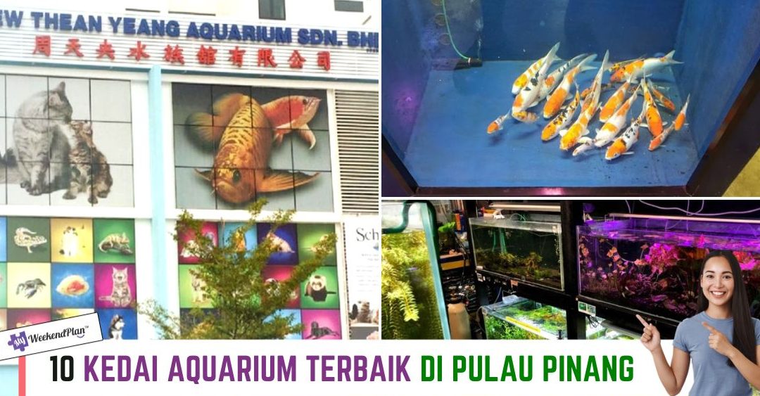 Kedai Aquarium terbaik di Butterworth 1 kedai aquarium terbaik di butterworth 1