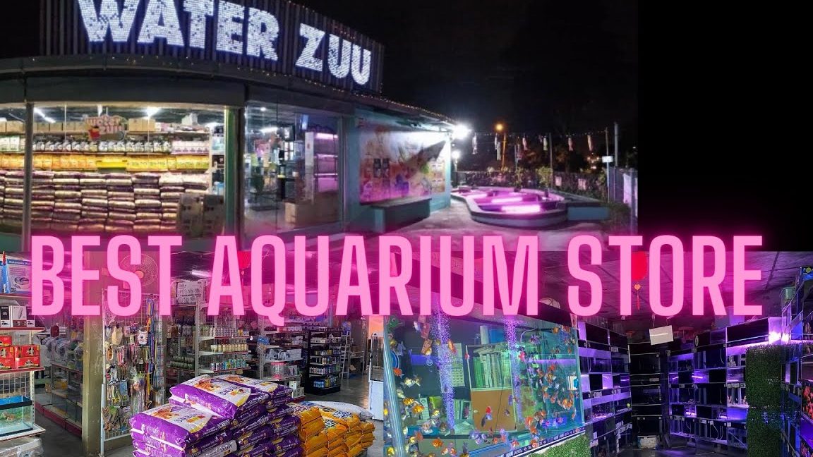 Kedai Aquarium terbaik di Daerah Johor Baharu 1 kedai aquarium terbaik di daerah johor baharu
