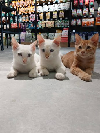 Kedai Aquarium terbaik di Kampung Batu Feringgi 1 kedai aquarium terbaik di kampung batu feringgi 1