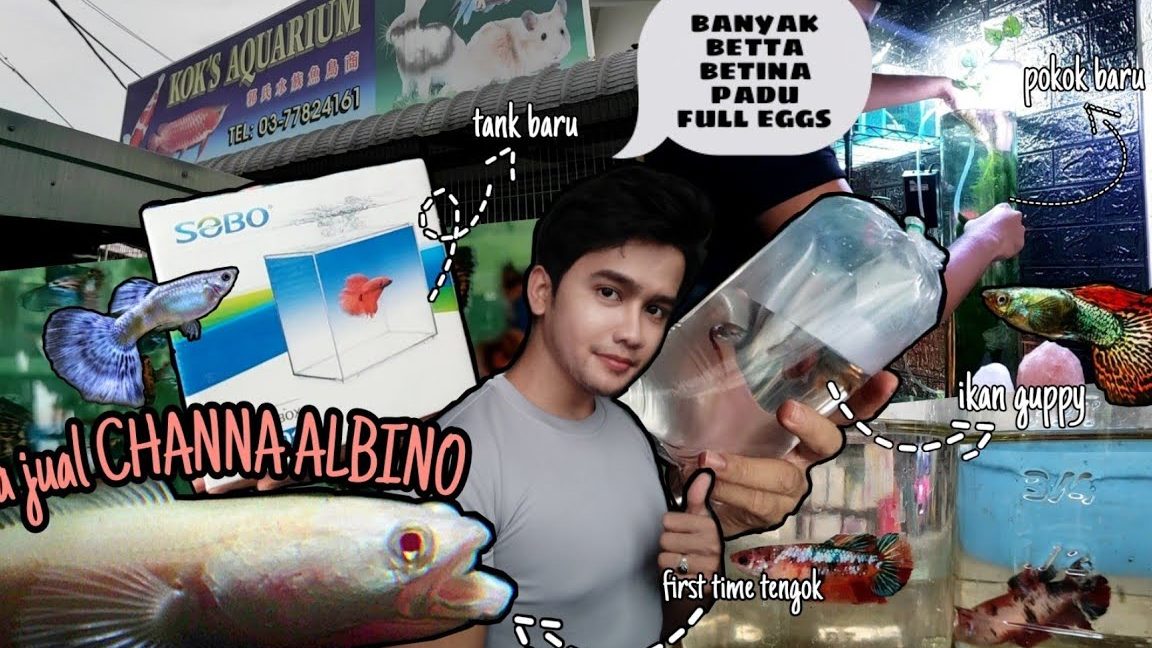 Kedai Aquarium terbaik di Kampung Kok 1 kedai aquarium terbaik di kampung kok